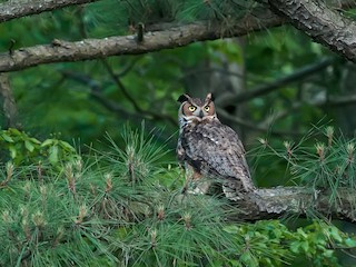 Adult - Great Horned Owl