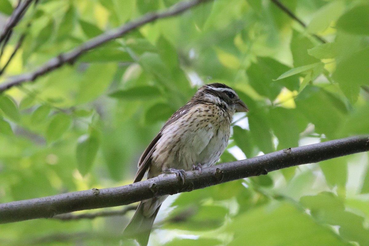 Rose-breasted Grosbeak - ML637415912