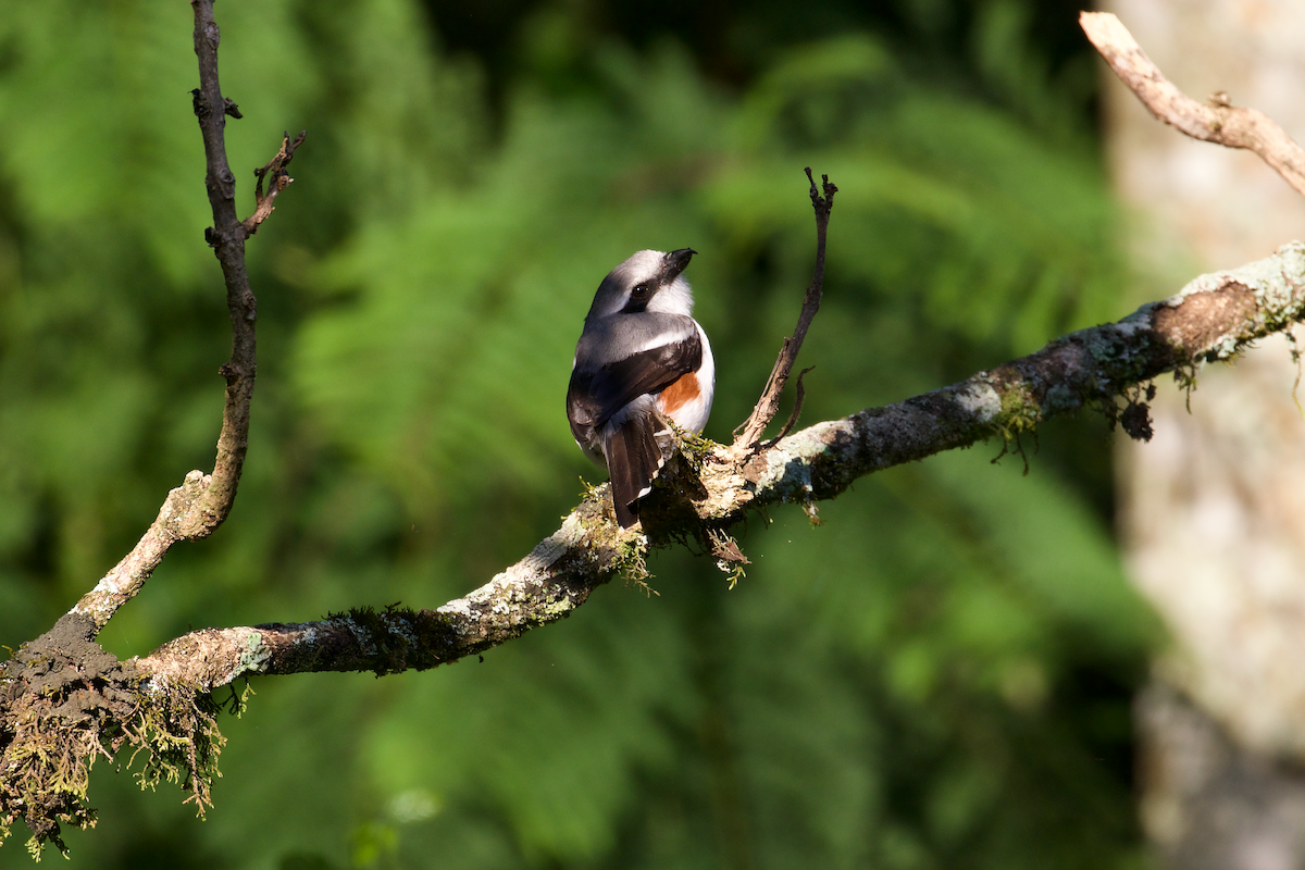 Mackinnon's Shrike - ML637415966