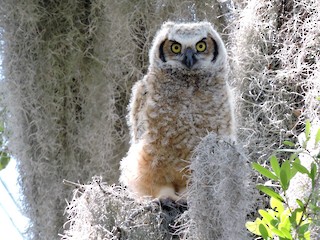Juvenile - Great Horned Owl