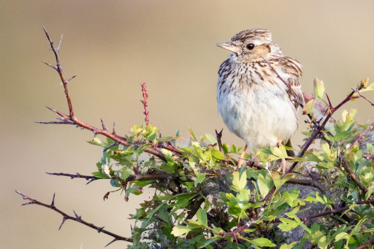 Wood Lark - ML637416191