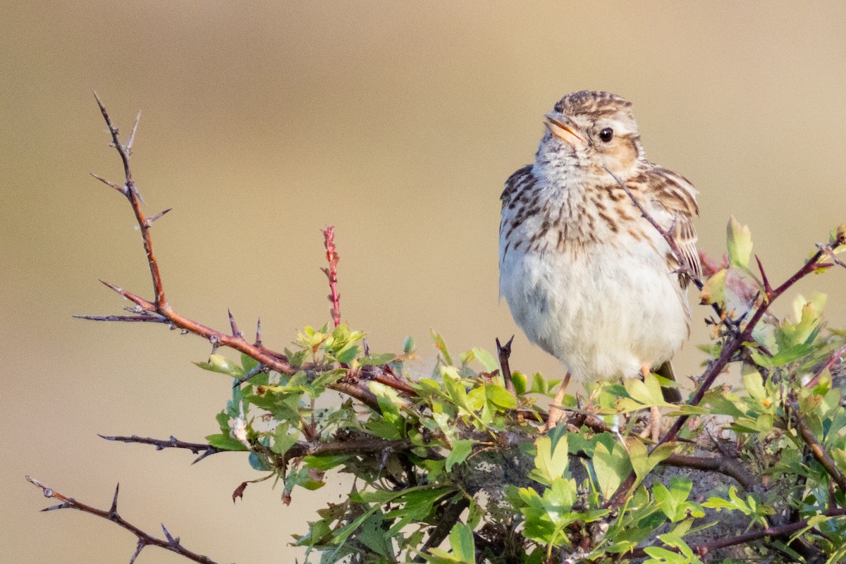 Wood Lark - ML637416192