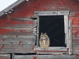 Adult - Great Horned Owl