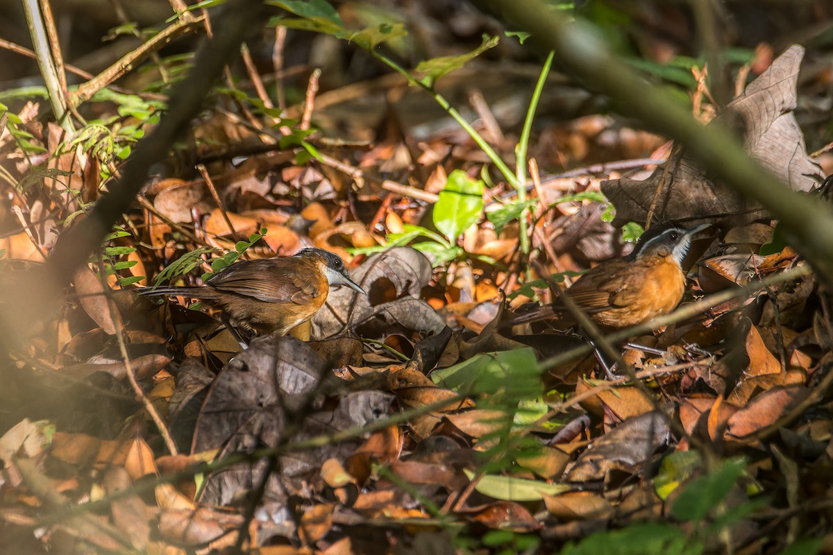 Bornean Black-capped Babbler - ML637416252