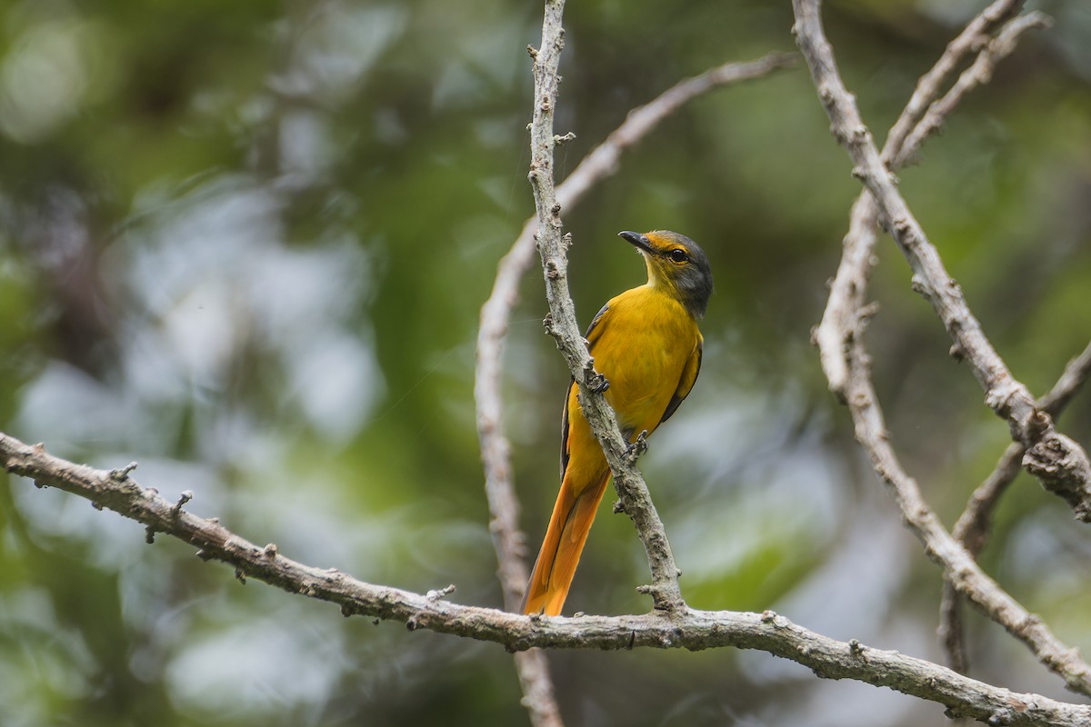 Fiery Minivet - ML637416261