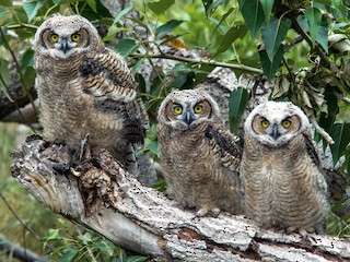 Juvenile - Great Horned Owl