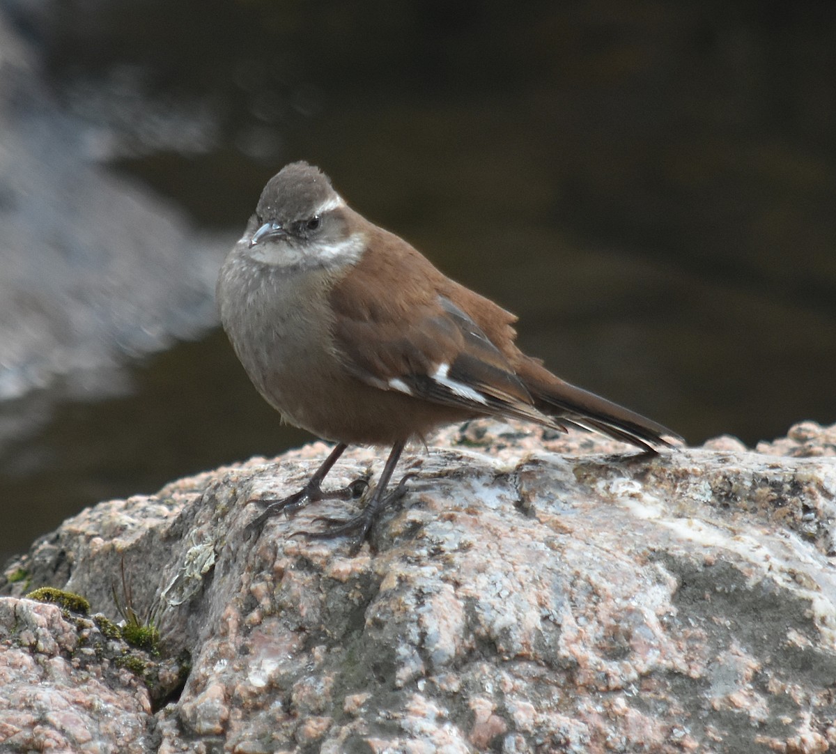 White-winged Cinclodes - ML637416314