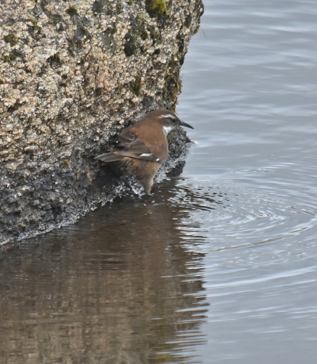 White-winged Cinclodes - ML637416315