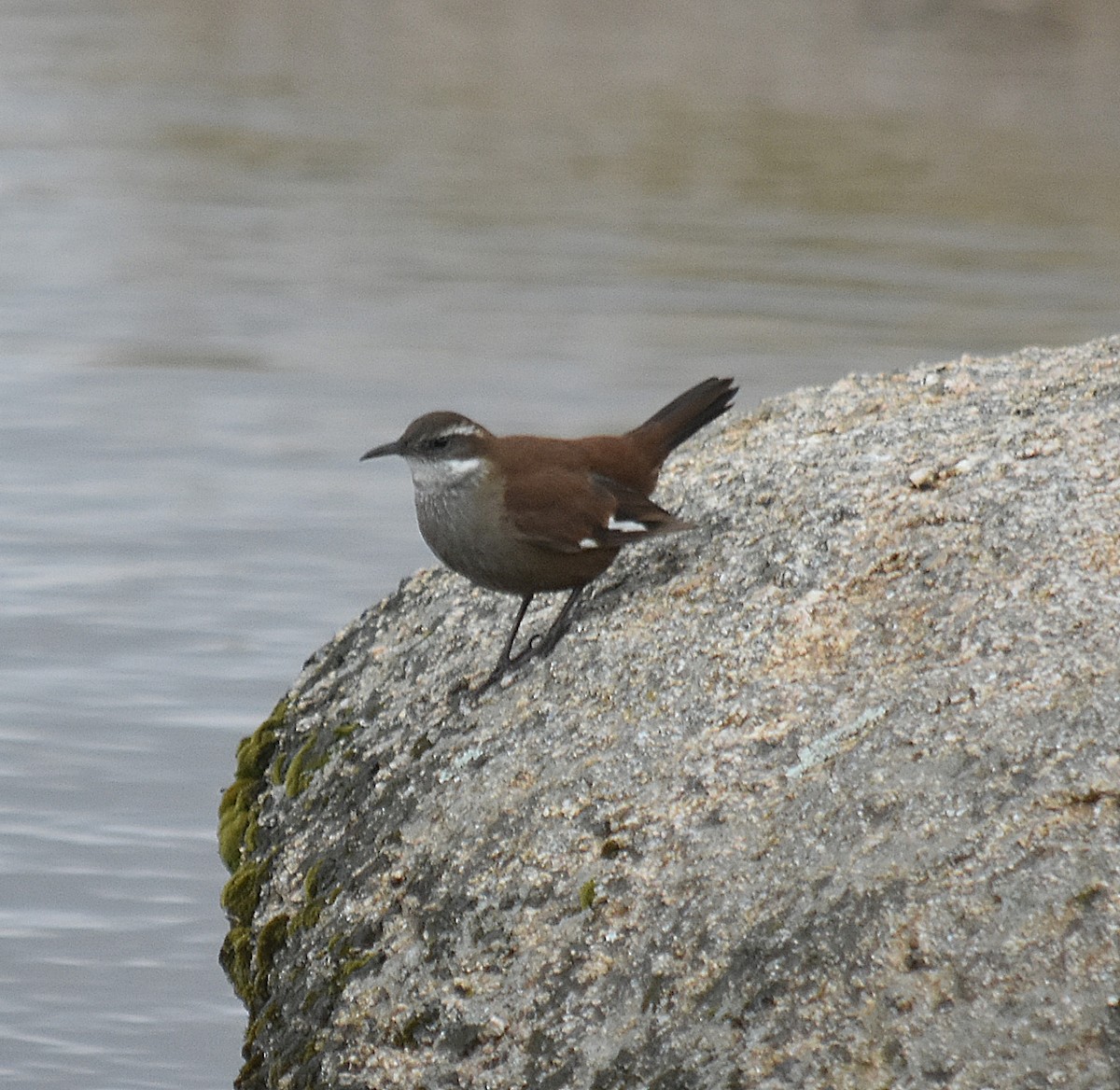 White-winged Cinclodes - ML637416316