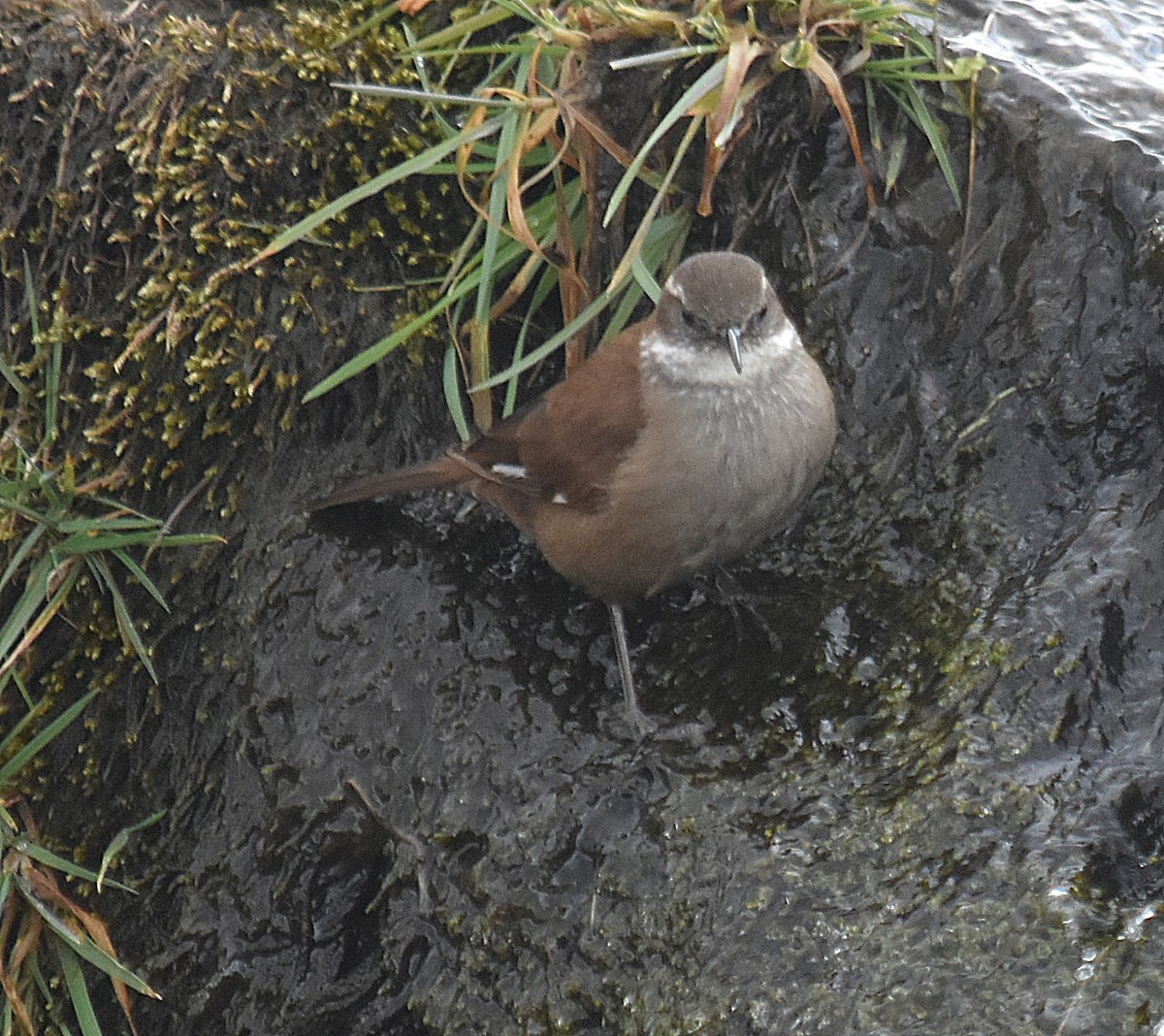White-winged Cinclodes - ML637416317