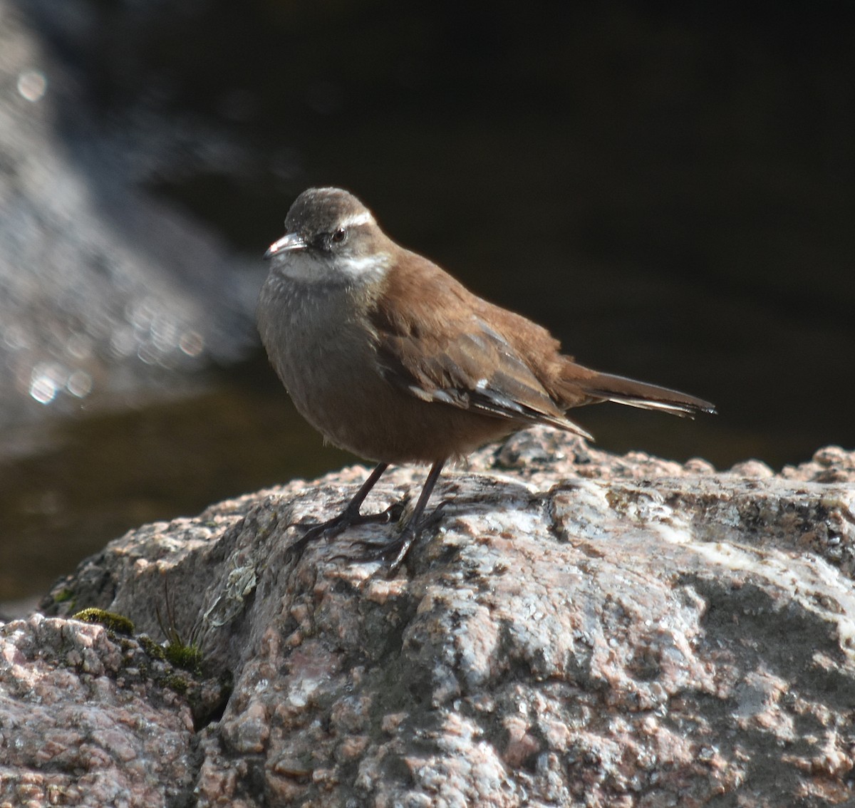 White-winged Cinclodes - ML637416318