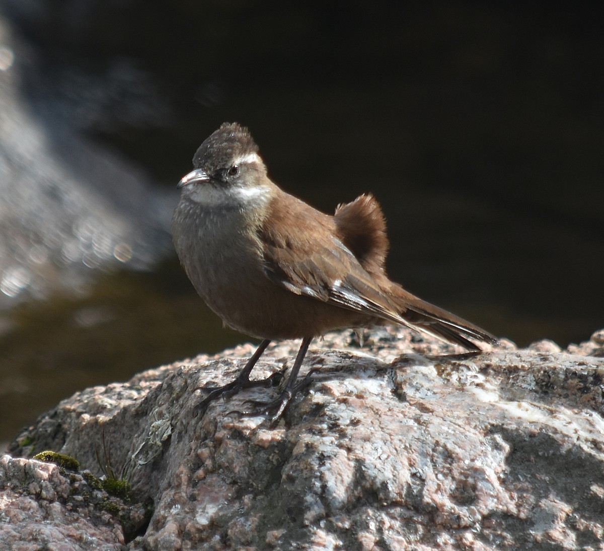 White-winged Cinclodes - ML637416319