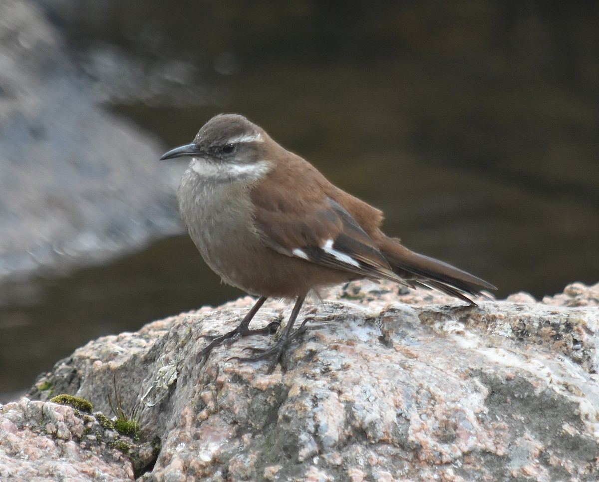 White-winged Cinclodes - ML637416320