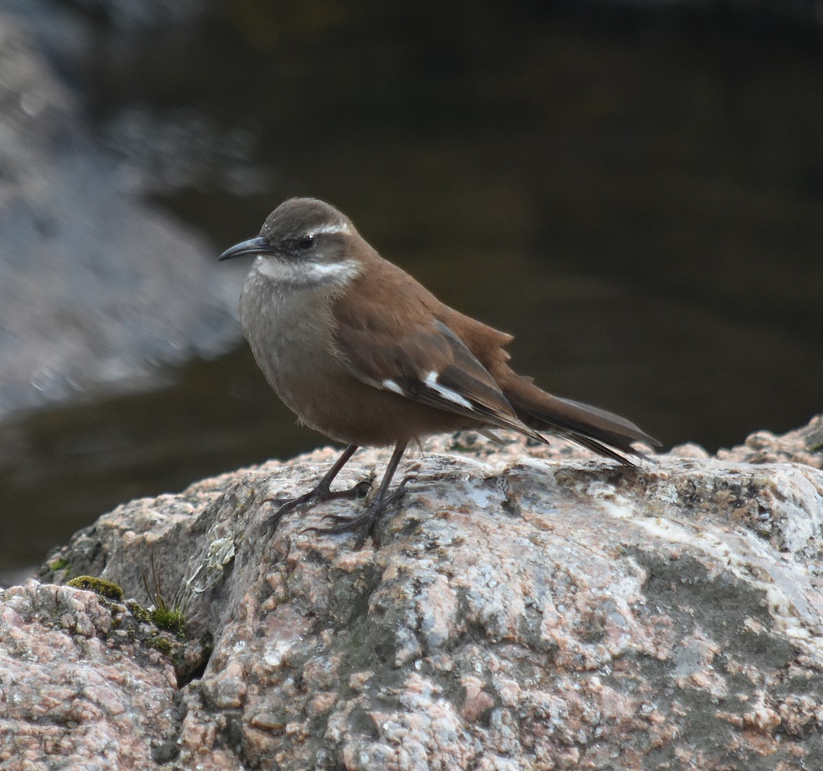 White-winged Cinclodes - ML637416321