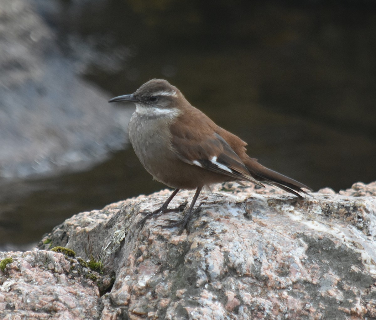 White-winged Cinclodes - ML637416322