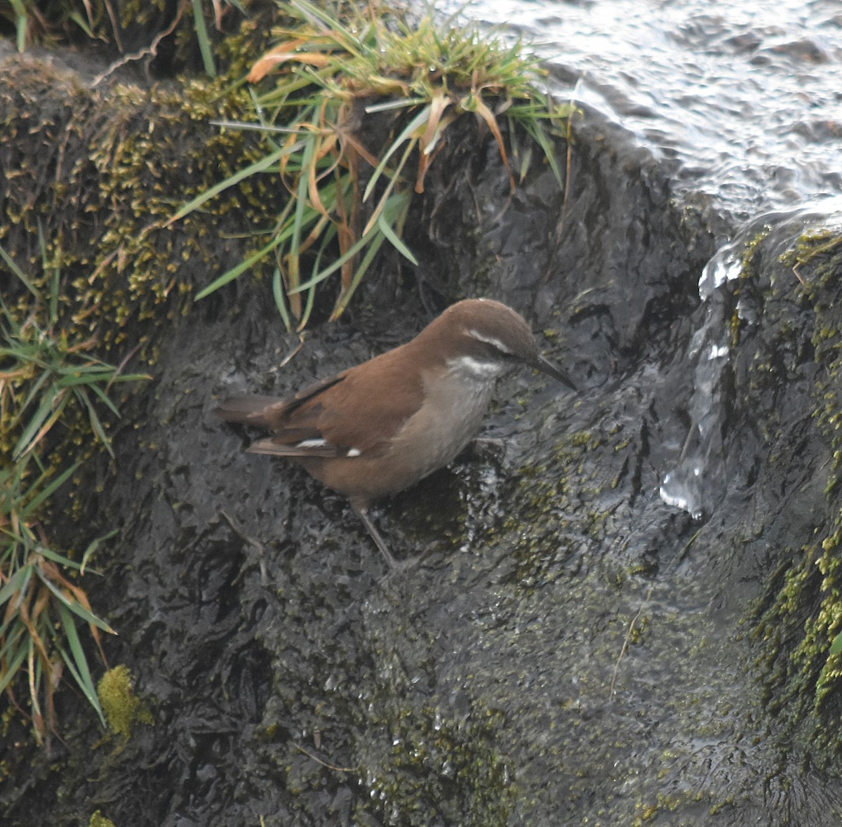 White-winged Cinclodes - ML637416323