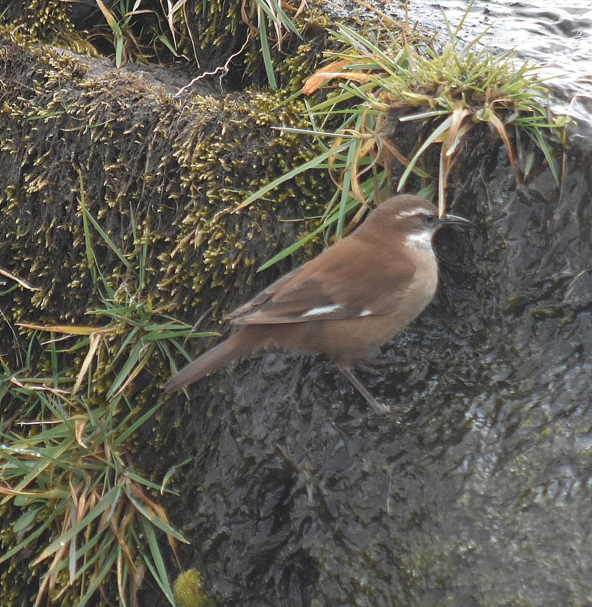 White-winged Cinclodes - ML637416324