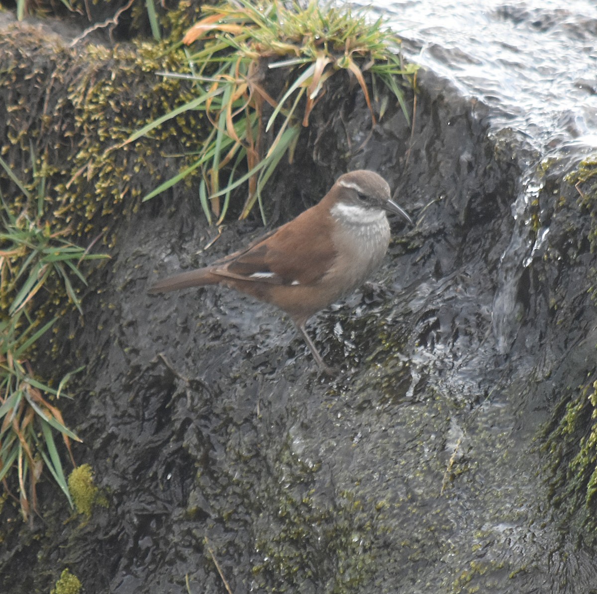 White-winged Cinclodes - ML637416325
