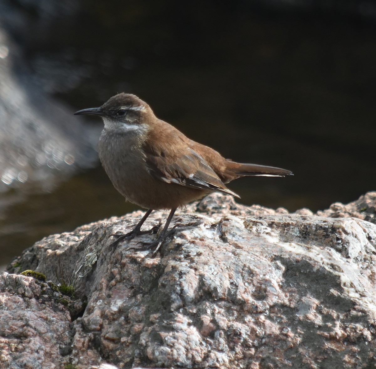 White-winged Cinclodes - ML637416326