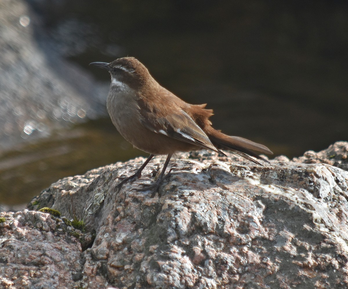 White-winged Cinclodes - ML637416327
