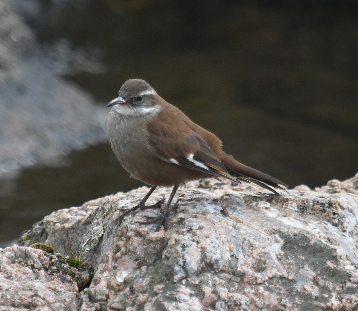 White-winged Cinclodes - ML637416328