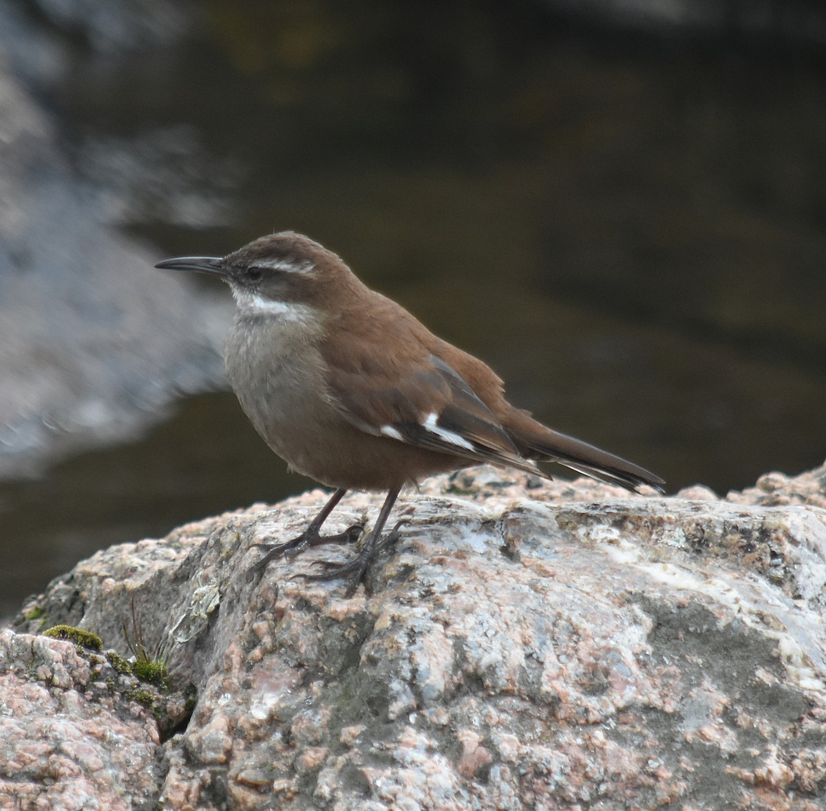 White-winged Cinclodes - ML637416329