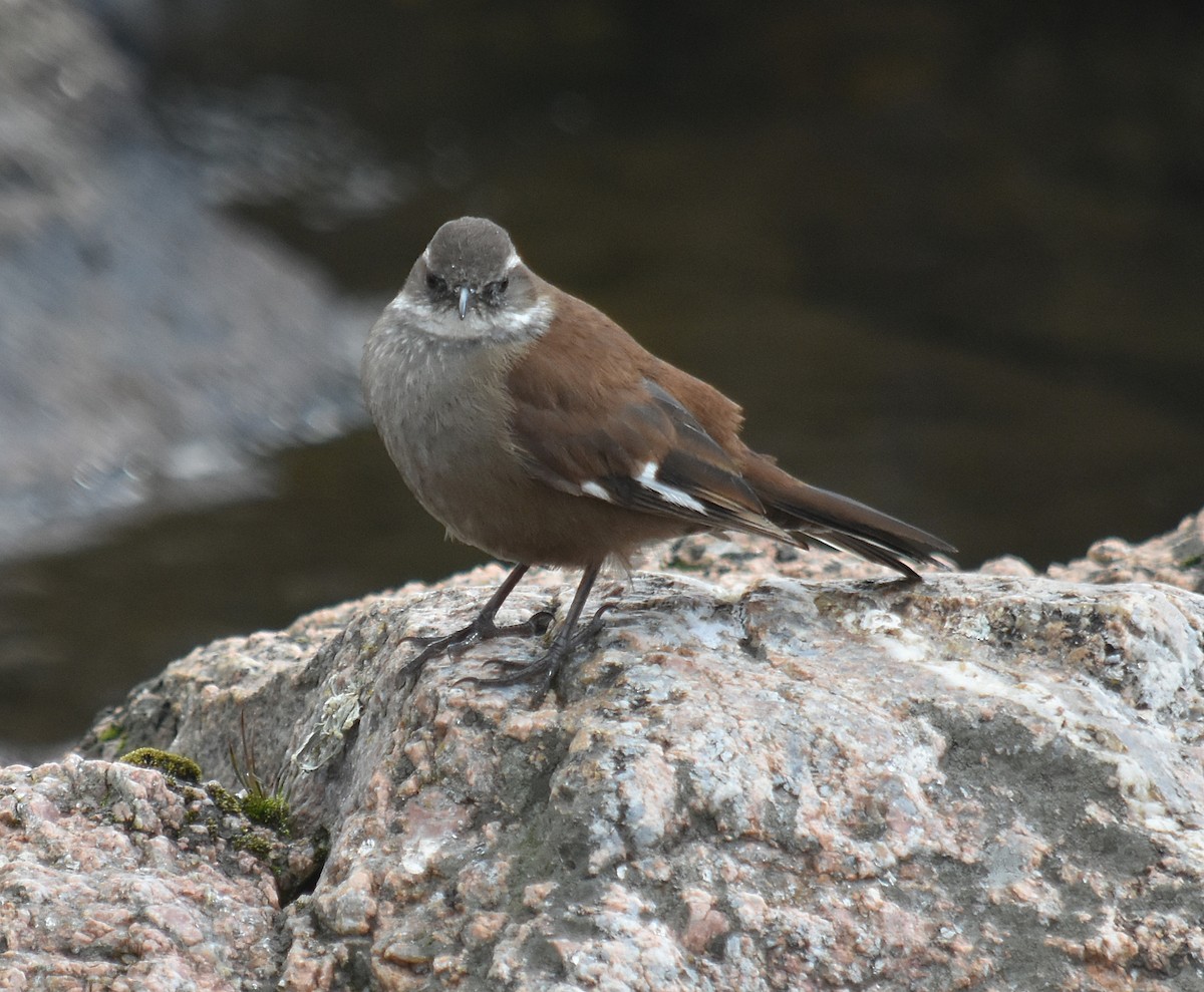 White-winged Cinclodes - ML637416330