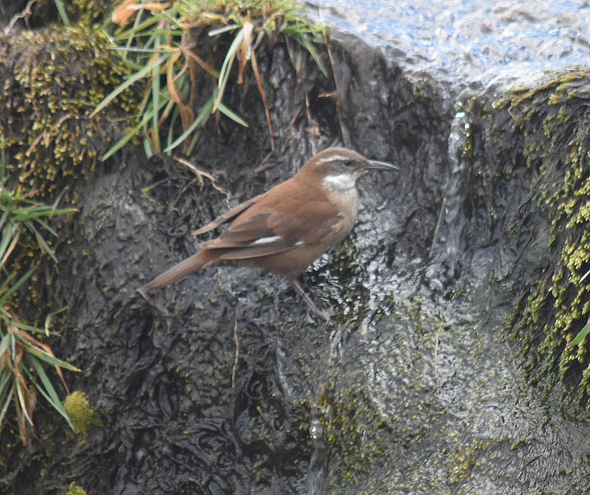 White-winged Cinclodes - ML637416331