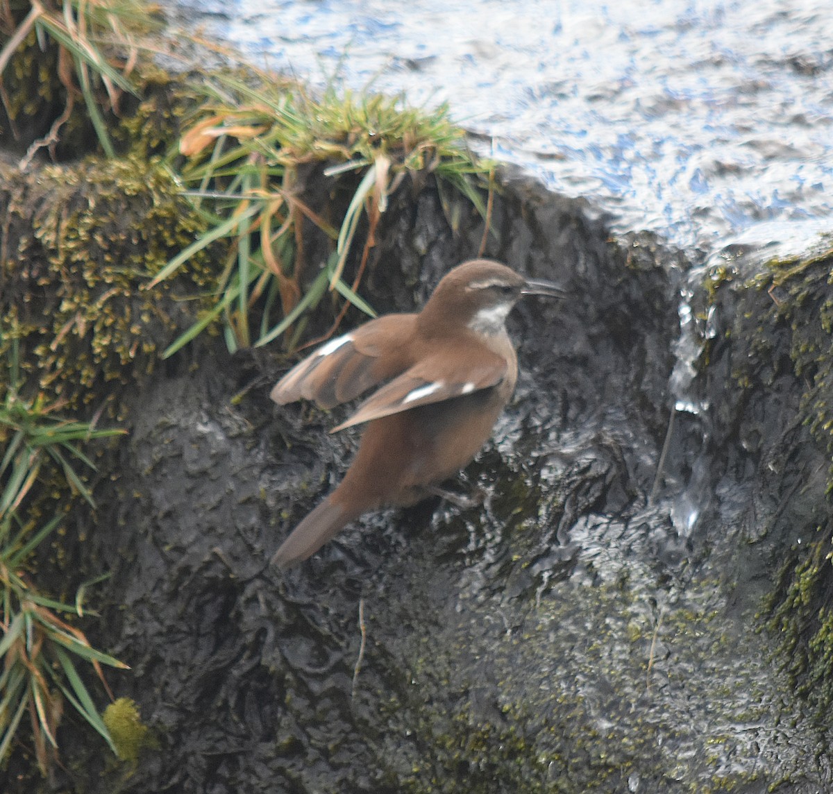 White-winged Cinclodes - ML637416333