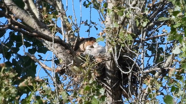 Cooper's Hawk - ML637416389