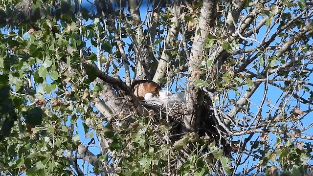 Cooper's Hawk - ML637416390