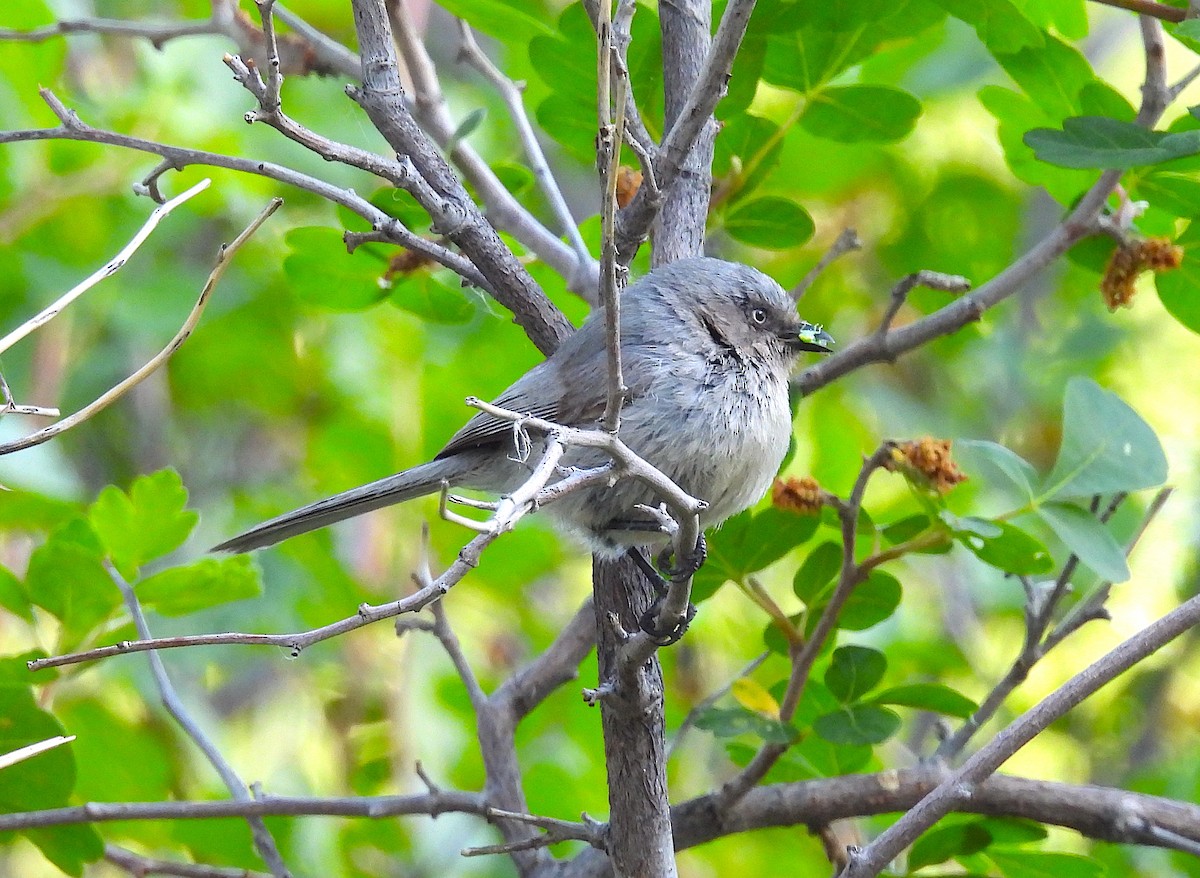 Bushtit - ML637416404