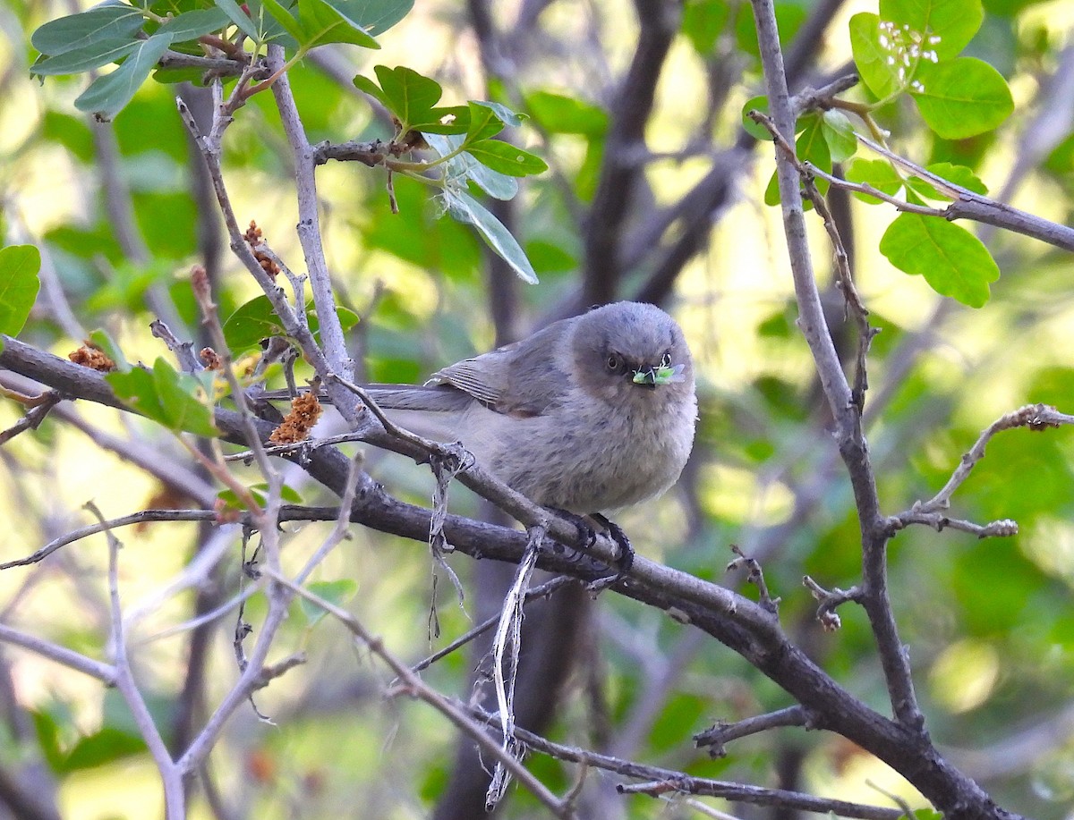 Bushtit - ML637416410