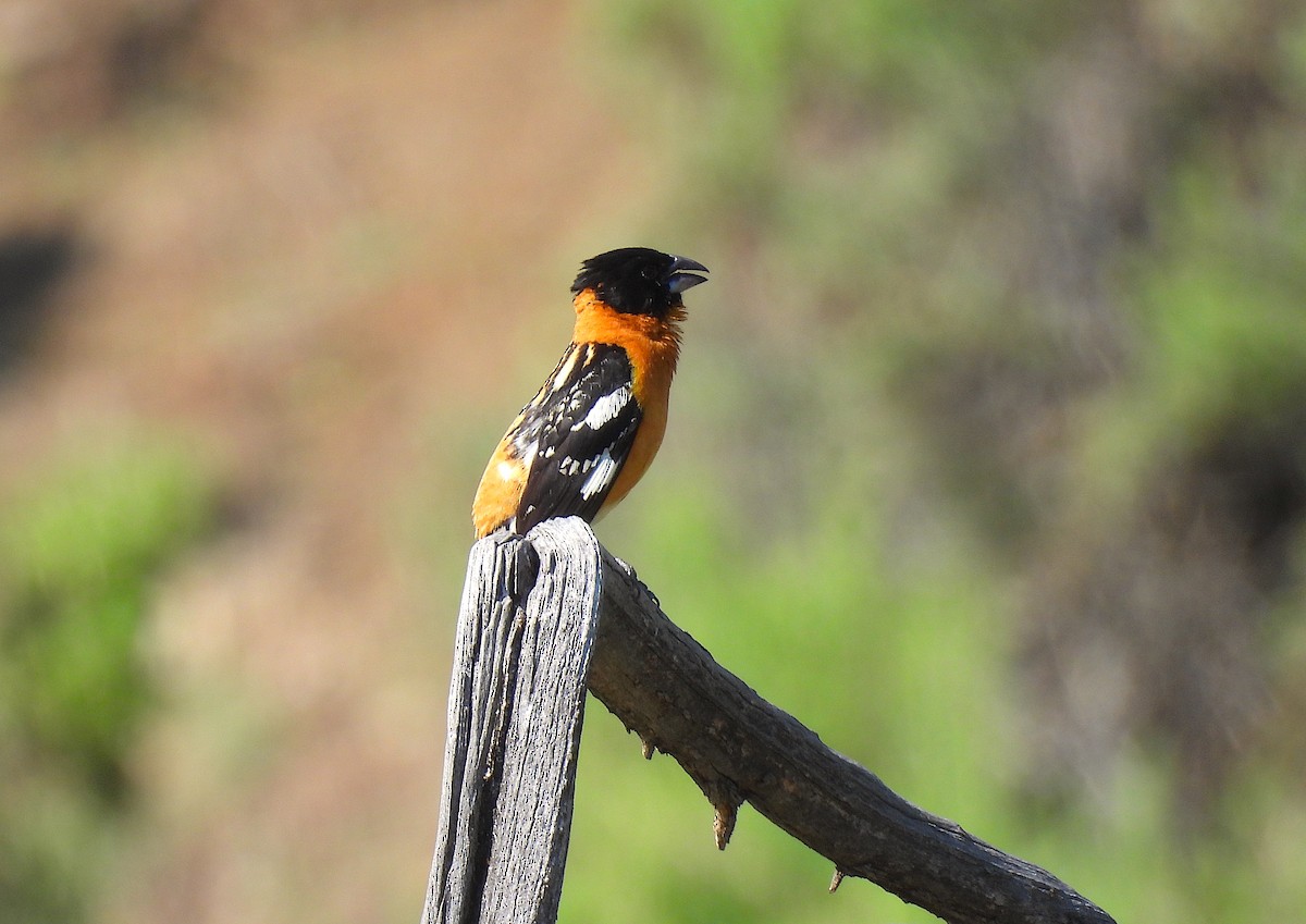 Black-headed Grosbeak - ML637416415