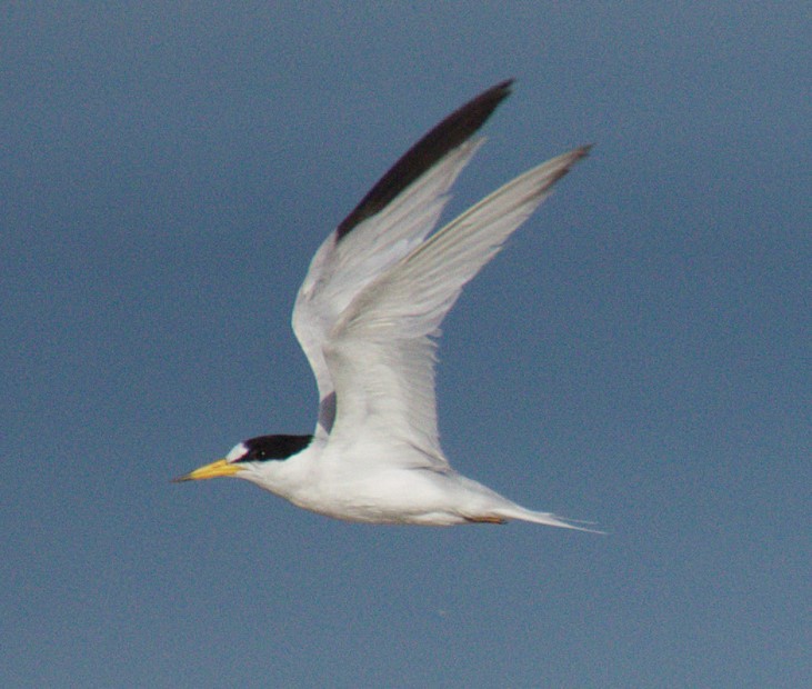 Saunders's Tern - ML637416438