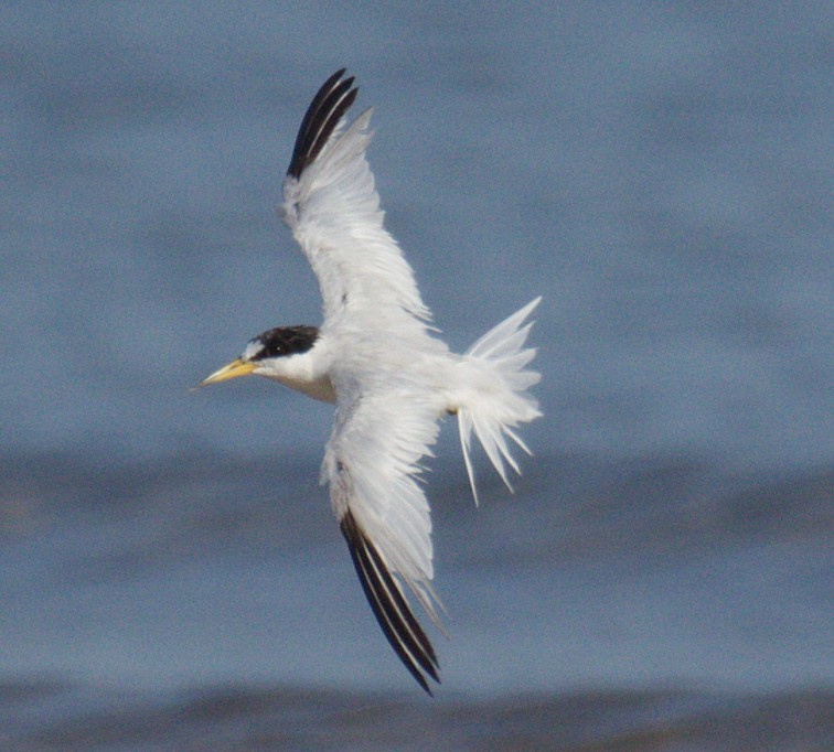 Saunders's Tern - ML637416439