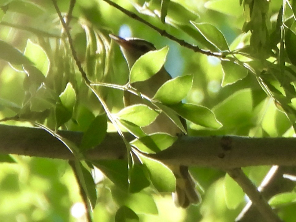 Yellow-green Vireo - ML637416456