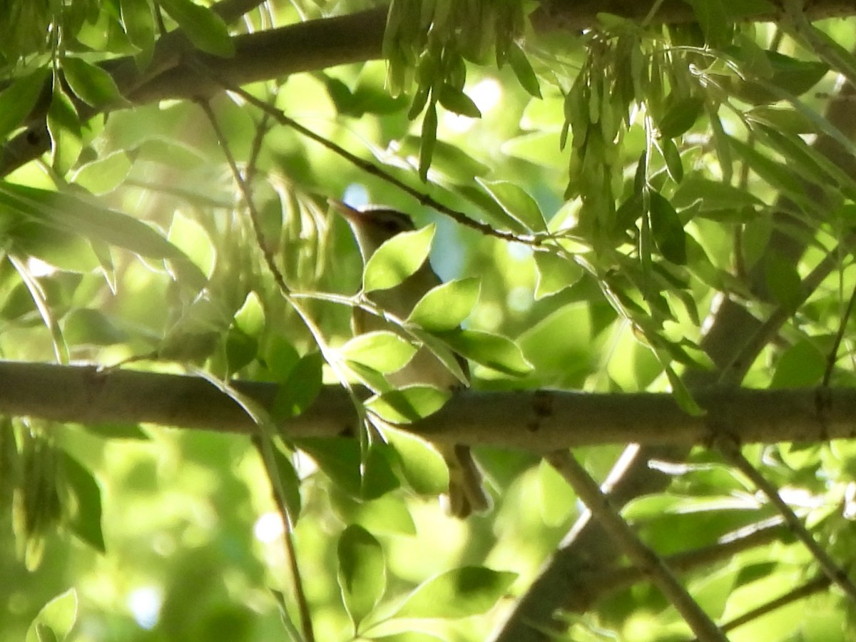 Yellow-green Vireo - ML637416457