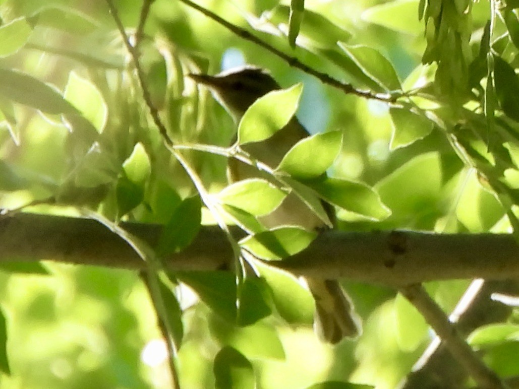 Yellow-green Vireo - ML637416458
