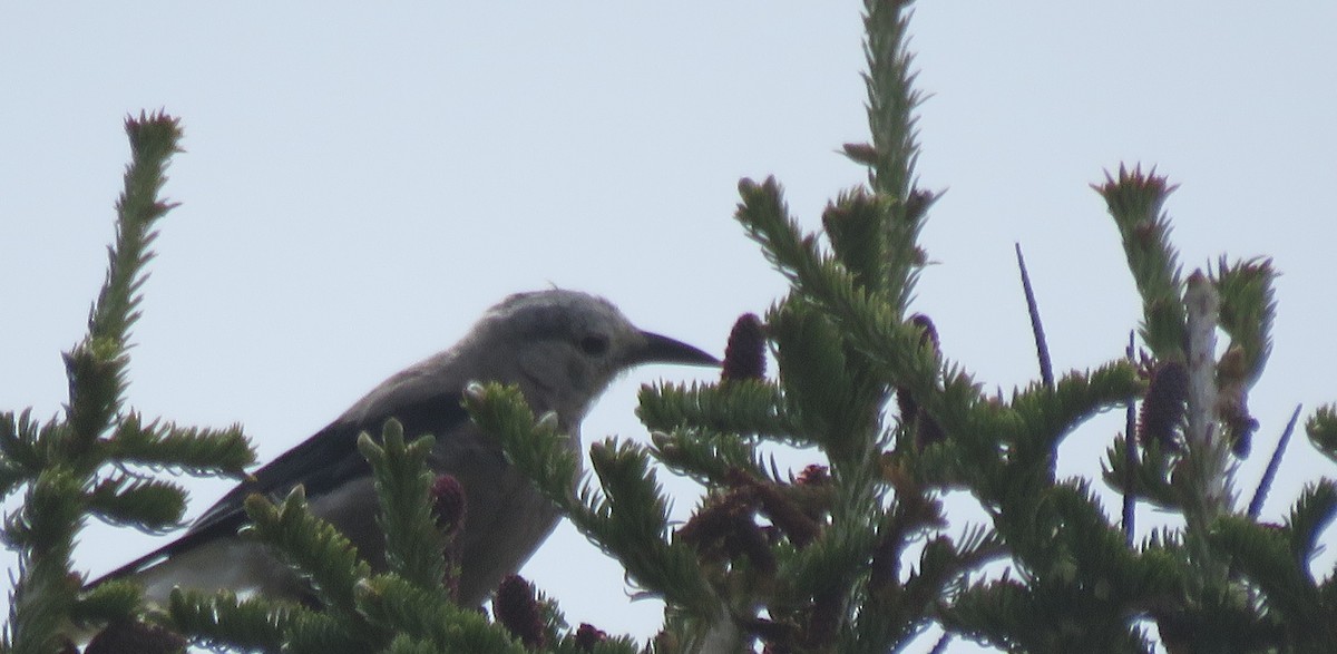 Clark's Nutcracker - ML637416481