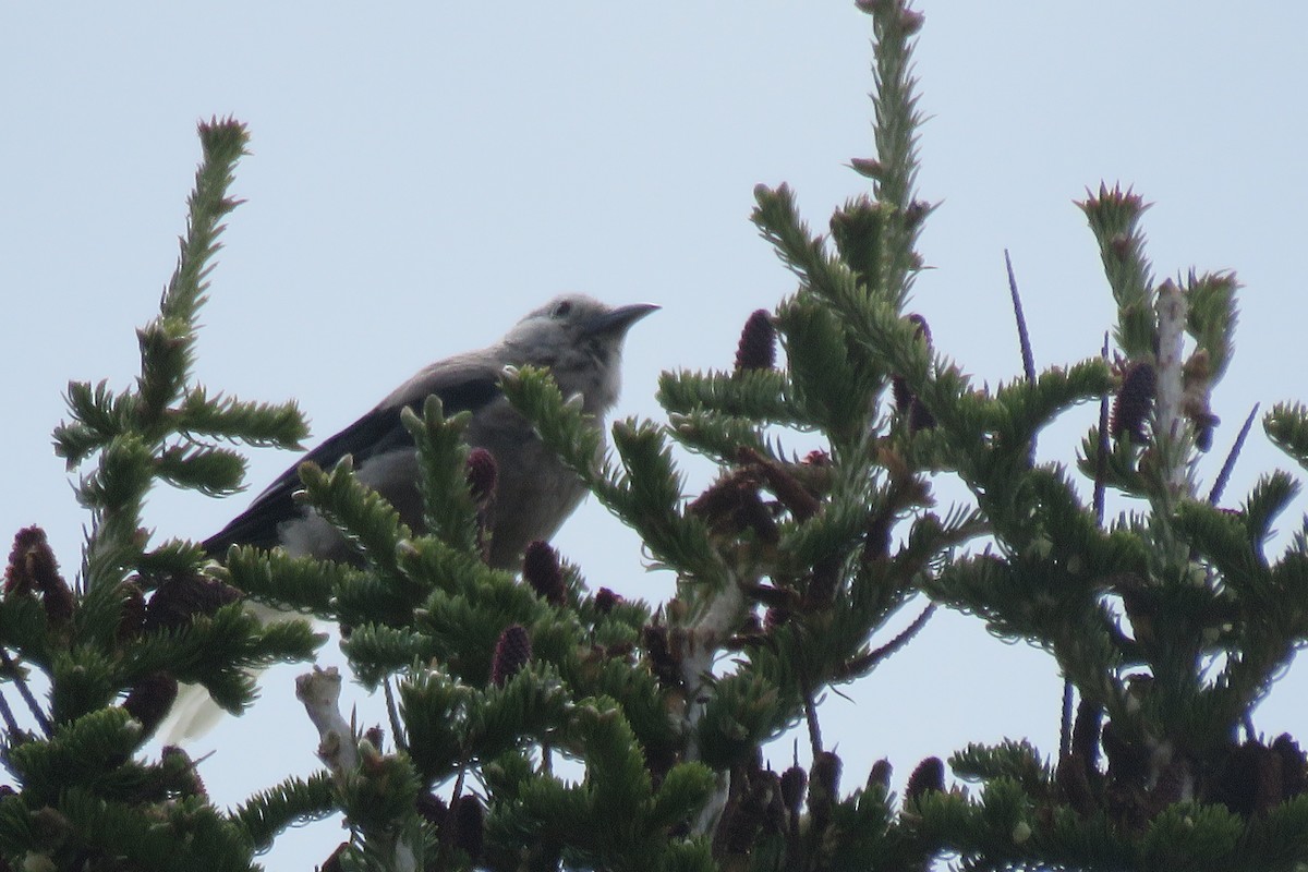 Clark's Nutcracker - ML637416482