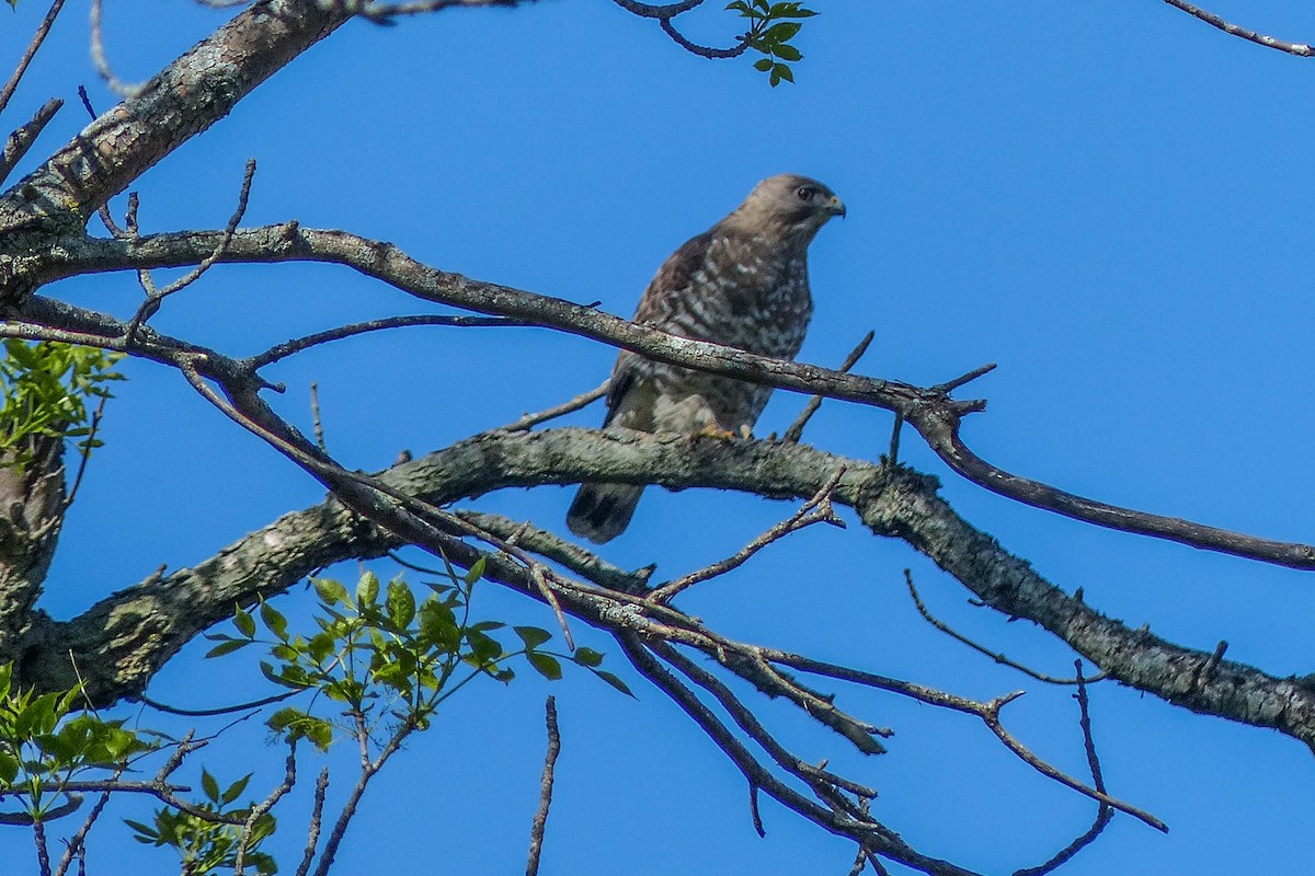 Broad-winged Hawk - ML637416525