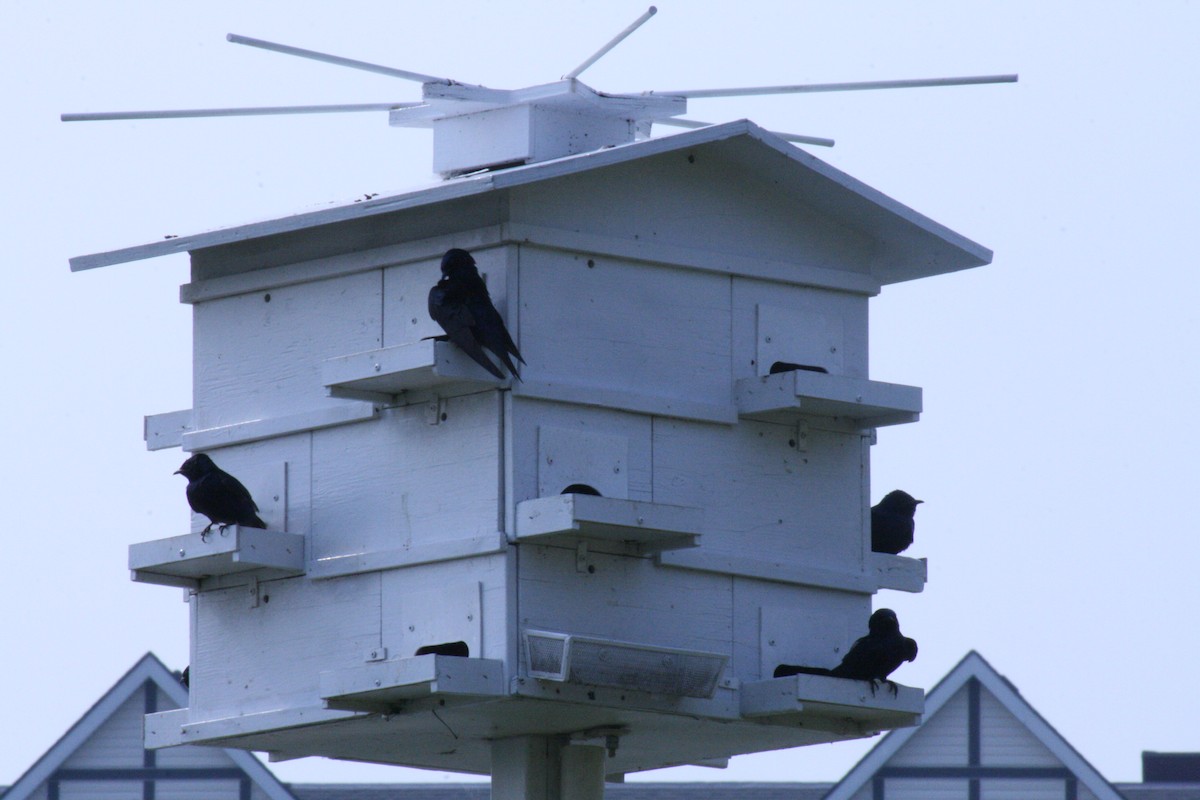 Purple Martin - ML637416528