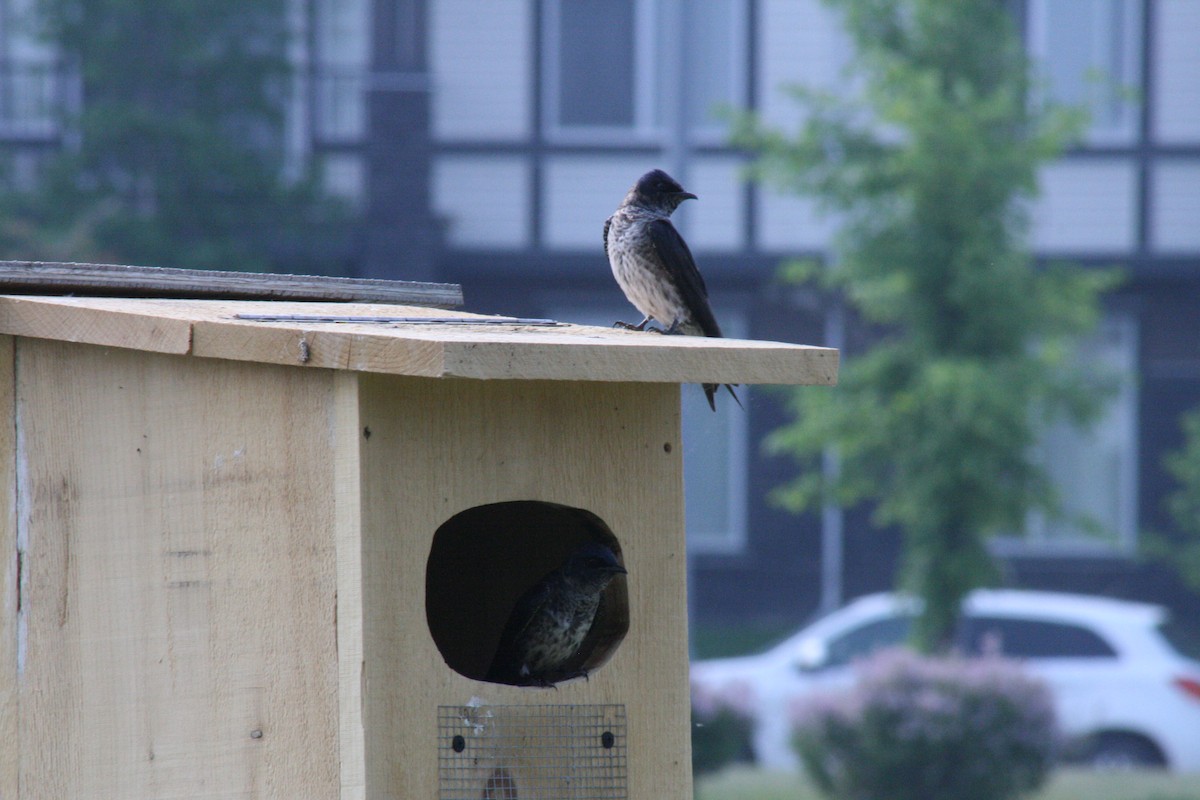 Purple Martin - ML637416530