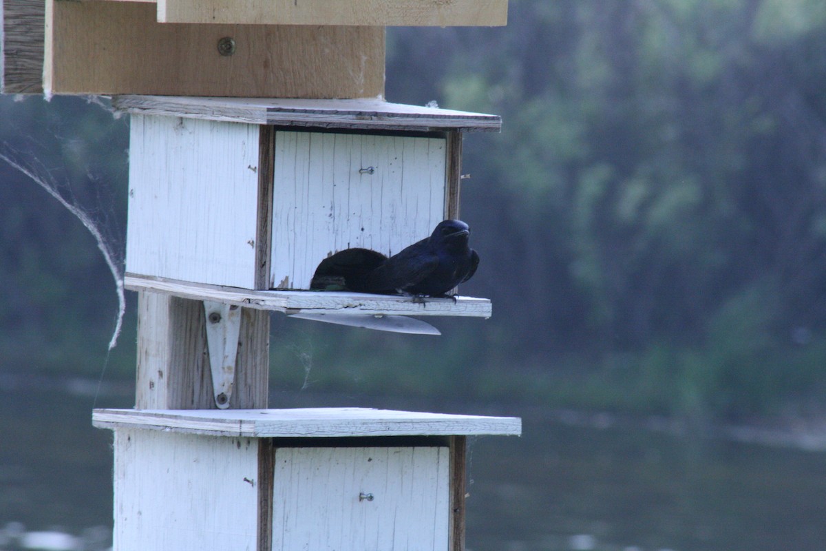 Purple Martin - ML637416531