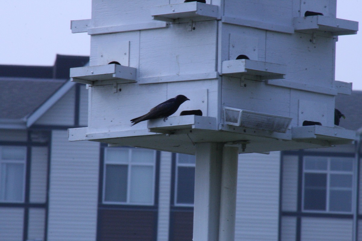 Purple Martin - ML637416532