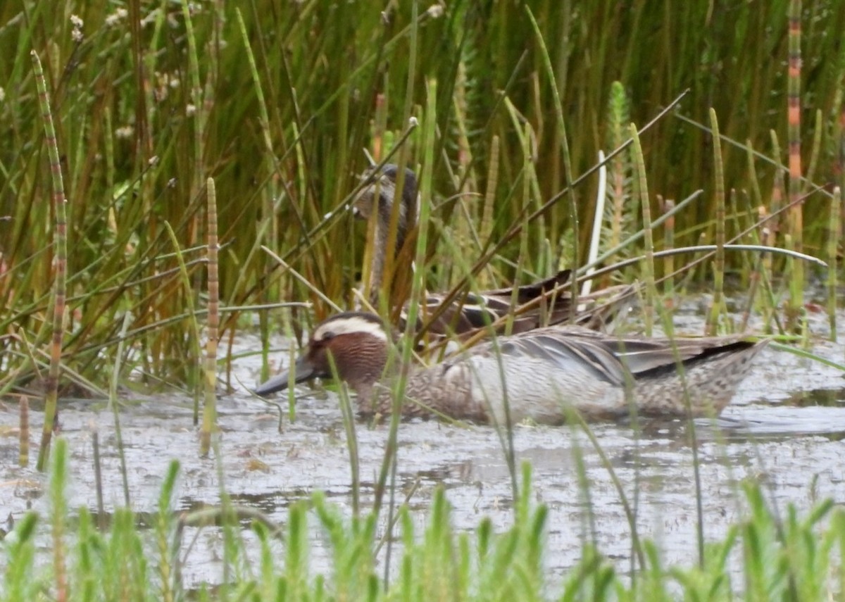 Garganey - ML637416536