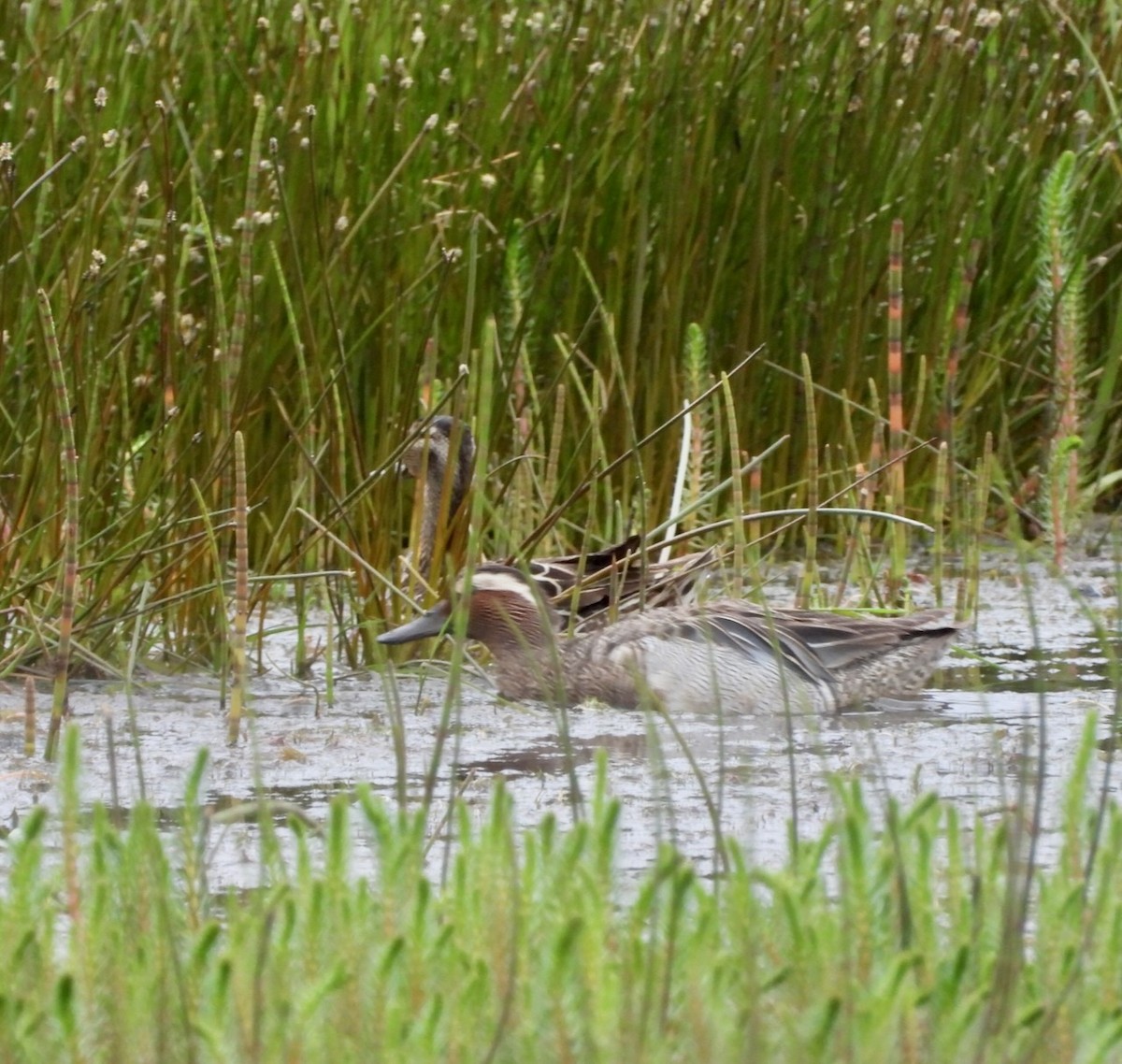 Garganey - ML637416537