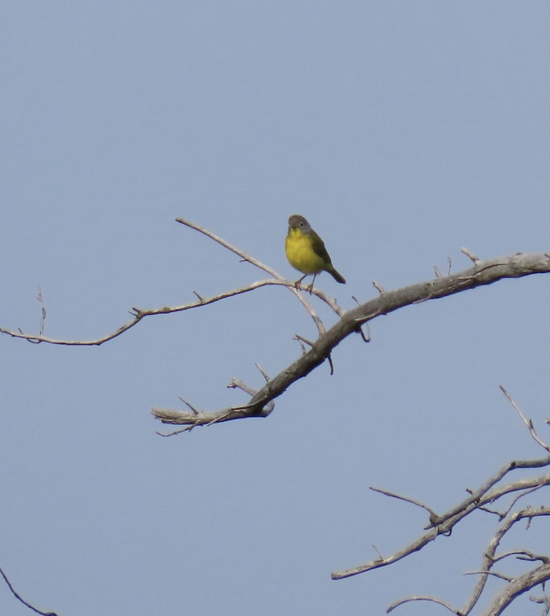 Nashville Warbler - ML637416625