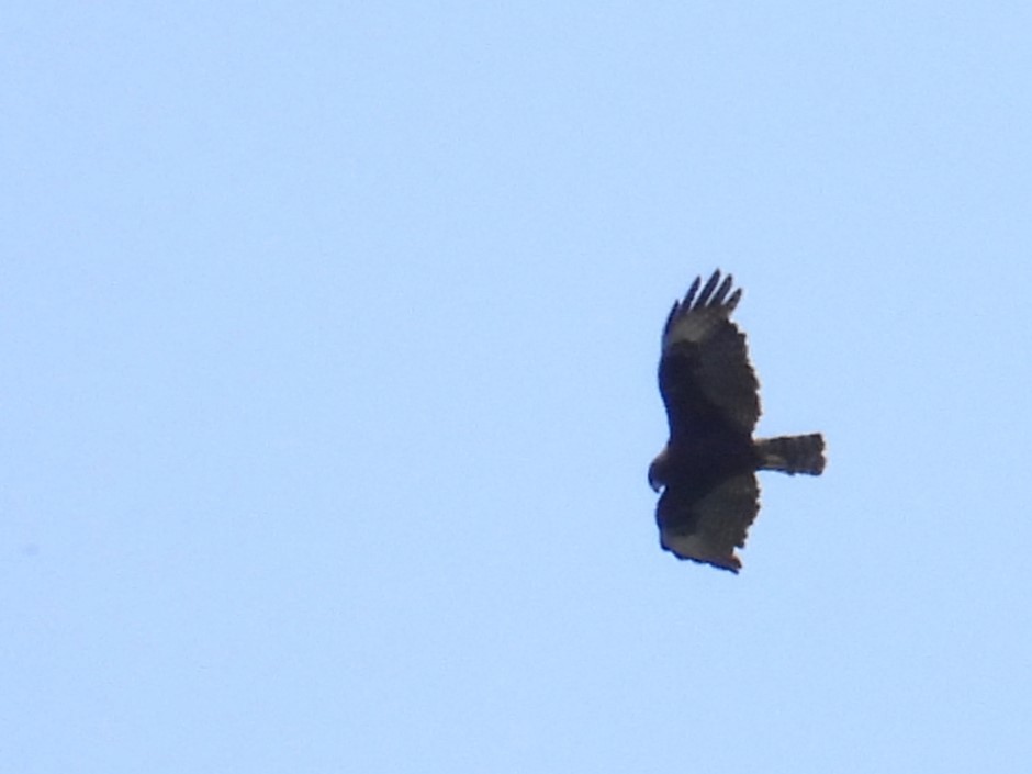 Short-tailed Hawk - ML637416627